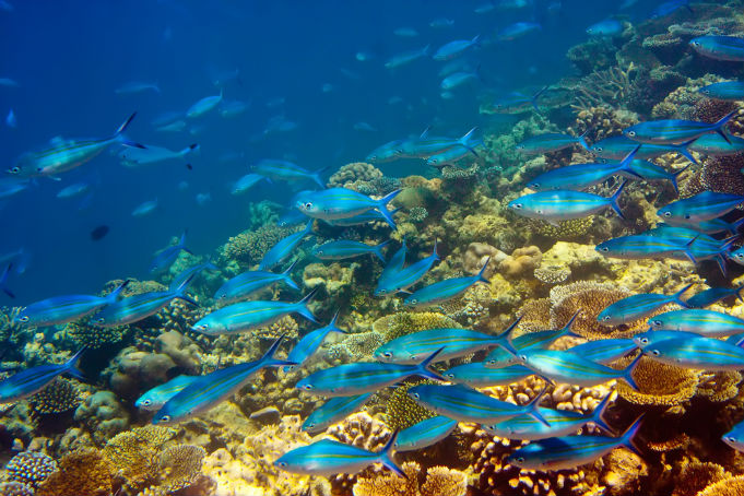 Деликатный и коралловый риф вокруг Маврикия имеет идеальные условия для выращивания, что является лучшим доказательством качества окружающей среды на этом острове