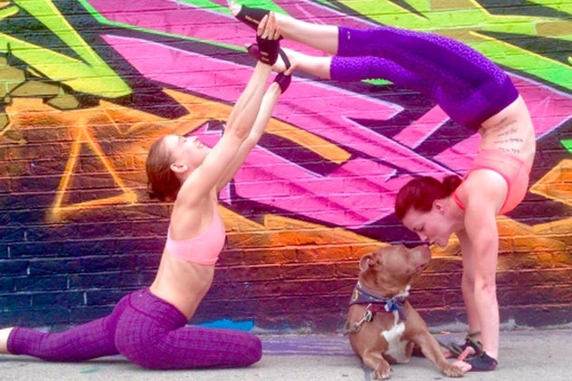 Например - йога-дога, или же йога с собаками